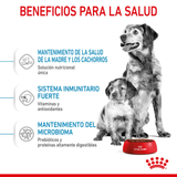 SHN MEDIUM STARTER M-B DOG - BENEFICIOS.png
